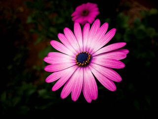 Blue eyed daisy a perennial flowering plant with striking blue or purple centers and white or...