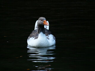 duck  close to camera on a pond split shot