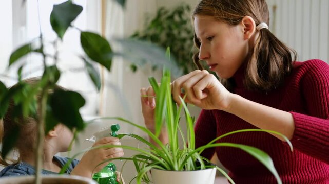 Teen Girl watering plants. Teenager female care for houseplants in a bright room. Teenager 14 years old takes care of potted house plants, waters the leaves. Caring plants, gardening at home. Greenery