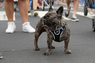 Boston Terrier dog wear patriotic red white and blue necklace during the Ventura 4th July parade