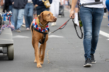 Brown Rodigen Rich Back dog walking eagerly down the street wearing patriotic necklace in Ventura 4th July parade celebration
