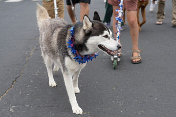 Black and white Siberian Husky dog wearing patriotic necklace walking eagerly down the street in Ventura 4th July parade celebration