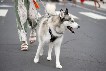 Black and white Siberian Husky dog walking eagerly down the street in Ventura 4th July parade celebration