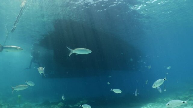 grey mullet scenery underwater mediterranean sea looking for food underwater