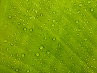 Close-up of water droplets on a fresh green leaf surface, showing texture and natural pattern.