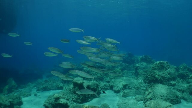 boops boops linnaeus fish school underwater reflections and shadows background at the sandy bottom of ocean