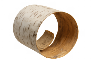 Curled birch bark fragment highlighting contrasting white exterior and smooth brown interior, showcasing natural bark texture against transparent backdrop