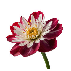 Obraz premium Stunning red and white water lily flower transparent background