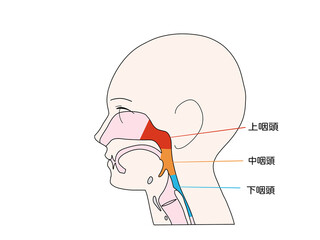 消化器の解剖生理　咽頭と喉頭