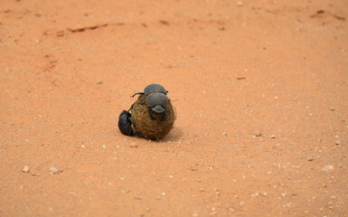 south-africa-close-up-dung-beetles-rolling-ball-elephant-dung