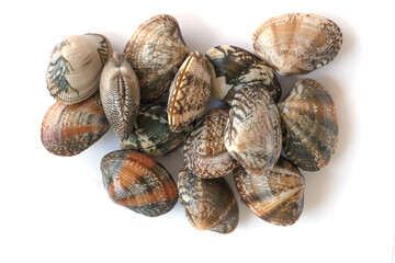 Clams on white background. Seafood.