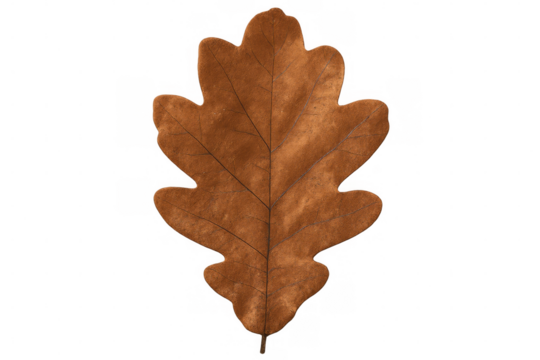Close-up of a dried brown oak leaf with visible veins, isolated on a transparent background, perfect for autumn or nature-themed designs