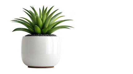 Green succulent plant in white ceramic pot view for mockup isolated on transparent background