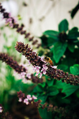 Close-Up of Honeybee Pollinating Basil Flowers