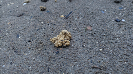 Earthworm castings or earthworm facies on black sand