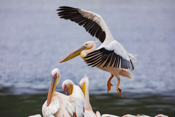 A big flock of great white pelicans swim in the waters of Lake Nakuru National Park in Kenya, Africa