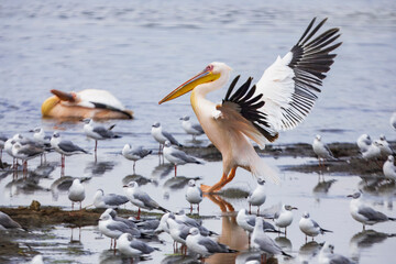 A big flock of great white pelicans swim in the waters of Lake Nakuru National Park in Kenya, Africa