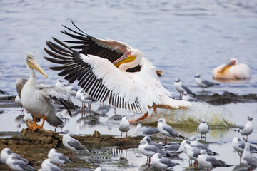A big flock of great white pelicans swim in the waters of Lake Nakuru National Park in Kenya, Africa