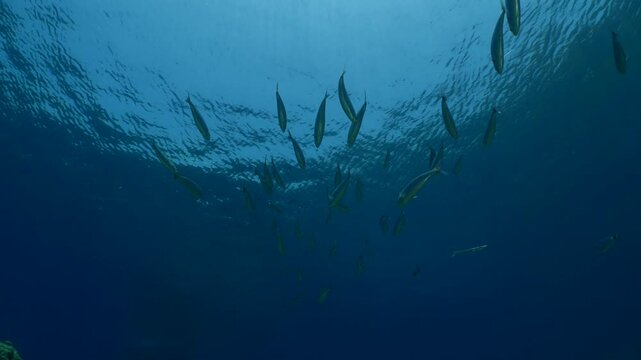 boops boops linnaeus fish school underwater reflections and shadows background at the sandy bottom of ocean