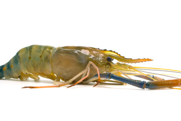 Fresh river prawns isolated on white background. Big freshwater prawns. River prawns for cooking.