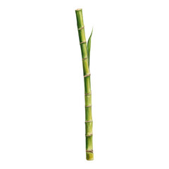 Naklejka premium Isolated Green Bamboo Stem on Transparent Background