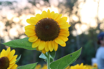 Sunflowers blooming in the park