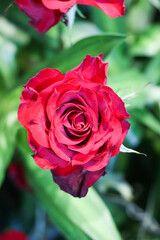 Red roses in the garden