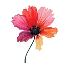 Vibrant red pink orange flower blossom transparent background