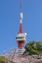宇都宮タワーと八幡山公園の桜（栃木県宇都宮市、4月撮影）