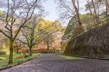 八幡山公園の桜の絨毯（栃木県宇都宮市、4月撮影）