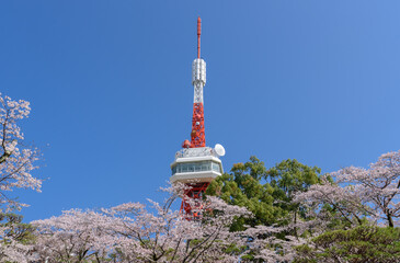 宇都宮タワーと八幡山公園の桜（栃木県宇都宮市、4月撮影）