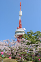 宇都宮タワーと八幡山公園の桜（栃木県宇都宮市、4月撮影）