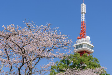 宇都宮タワーと八幡山公園の桜（栃木県宇都宮市、4月撮影）