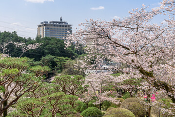栃木県庁舎と八幡山公園の桜（栃木県宇都宮市、4月撮影）
