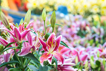 フラワー・ドームの植物園　 Flower dome at Singapore