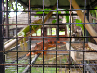 Orange iguana inside metal cage at outdoor reptile enclosu