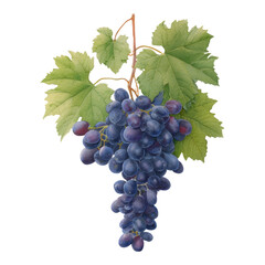 Fototapeta premium Isolated Transparent Grapes on White Background