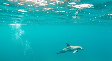 Fototapeta premium Stunning Underwater Shot of a Dolphin Swimming in Crystal Clear Ocean Water