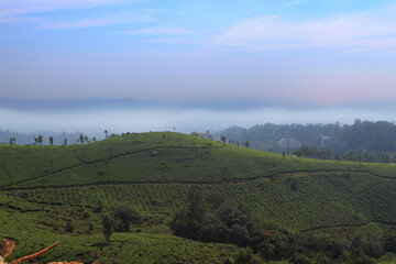 Naklejka premium vineyard at sunset
