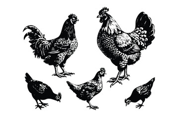 Chickens & Roosters Vector Engraving Set. Detailed Monochrome Poultry Illustrations. Vintage Stipple & Hatching Farm Style Icons & Symbols