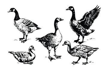 Ducks & Geese Vector Engraving Set. Detailed Monochrome Waterfowl Illustrations. Vintage Stipple & Hatching Poultry Style Icons & Symbols