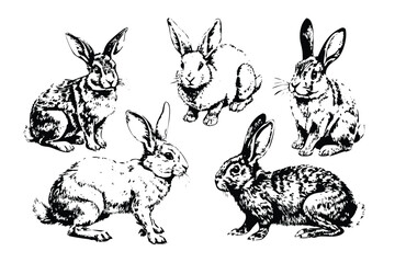 Fototapeta premium Rabbits Vector Engraving Set. Detailed Monochrome Livestock Illustrations. Vintage Stipple & Hatching Rural Animal Style Icons & Symbols