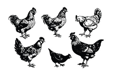 Chickens & Roosters Vector Engraving Set. Detailed Monochrome Poultry Illustrations. Vintage Stipple & Hatching Farm Style Icons & Symbols