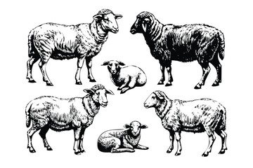 Farm Sheep & Rams Vector Engraving Set. Detailed Monochrome Livestock Illustrations. Vintage Stipple & Hatching Style Icons & Symbols