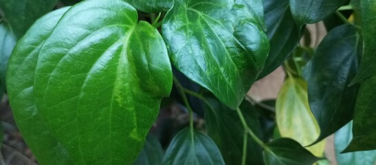 betel leafs. green grass in the garden