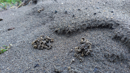 Earthworm castings or earthworm facies on black sand