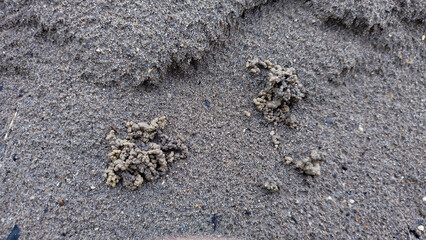 Earthworm castings or earthworm facies on black sand