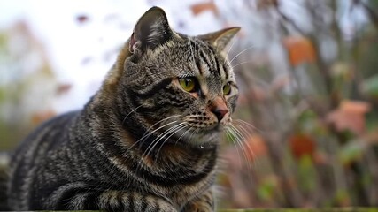Close Up Portrait of a Tabby Cat with Yellow Eyes and Blurry Background of Tree and Green Leaves in Cloudy Day - Powered by Adobe