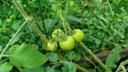 Growing young tomatoes on the tree in the garden close up