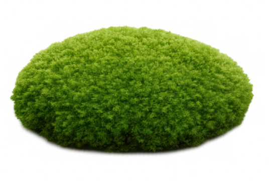 Verdant, shapely bush with transparent background, enhancing design compositions with natural, vibrant green foliage and clean visual appeal